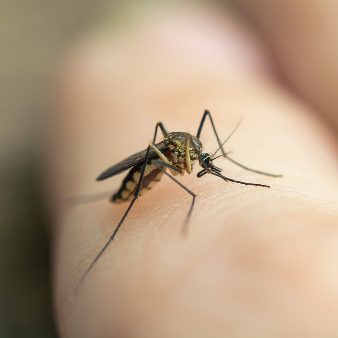 mosquito control