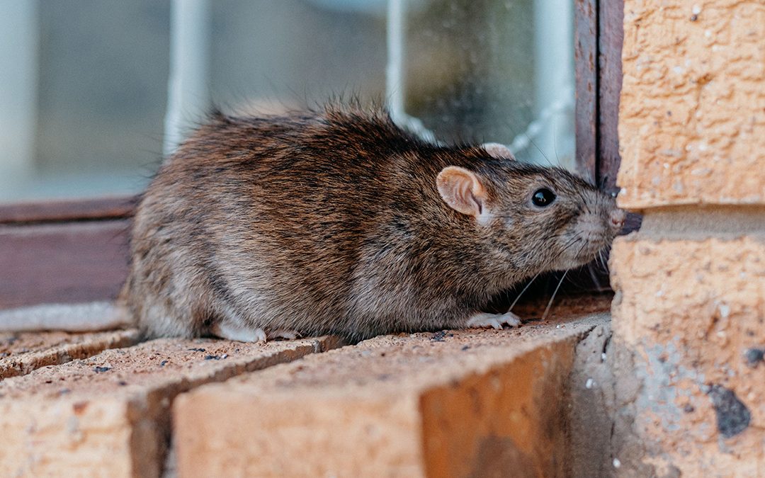 Top 10 Signs You Have a Pest Problem