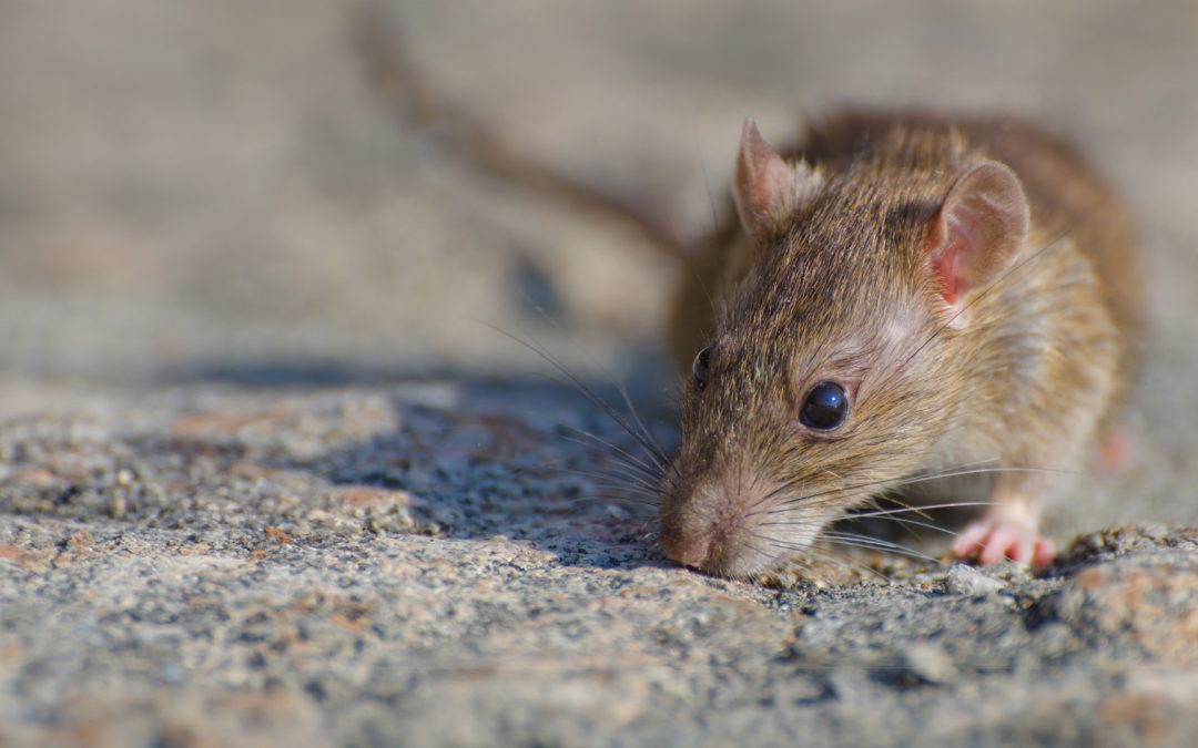 Rodent Removal in Tucson: Effective Solutions from Peach Pest Co