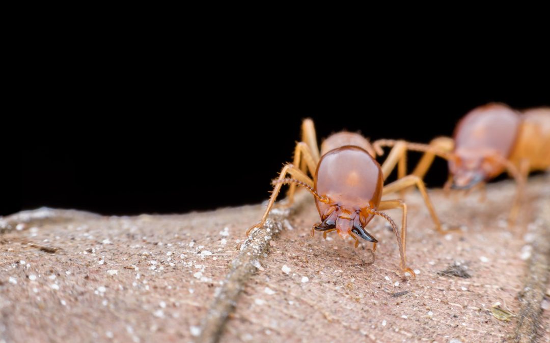 The Top Pests in Tucson and How They Can Impact Your Home