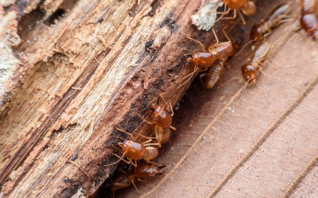 How to Spot Termites in Tucson Before It’s Too Late!