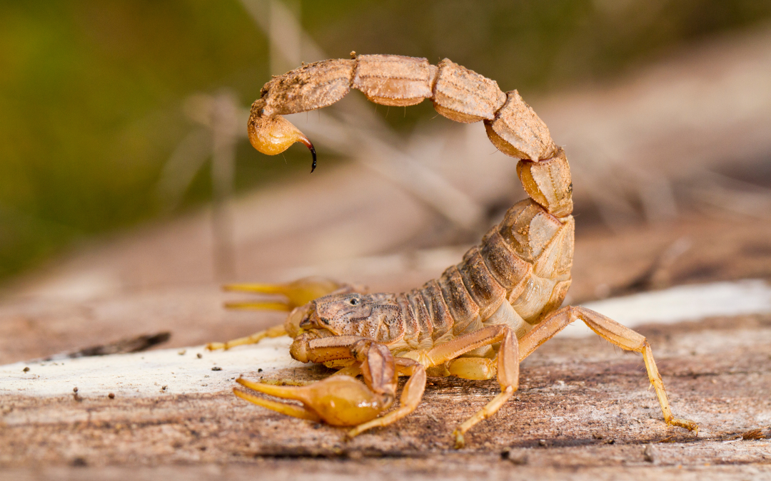 Effective Scorpion Control in Tucson, AZ: Protect Your Home