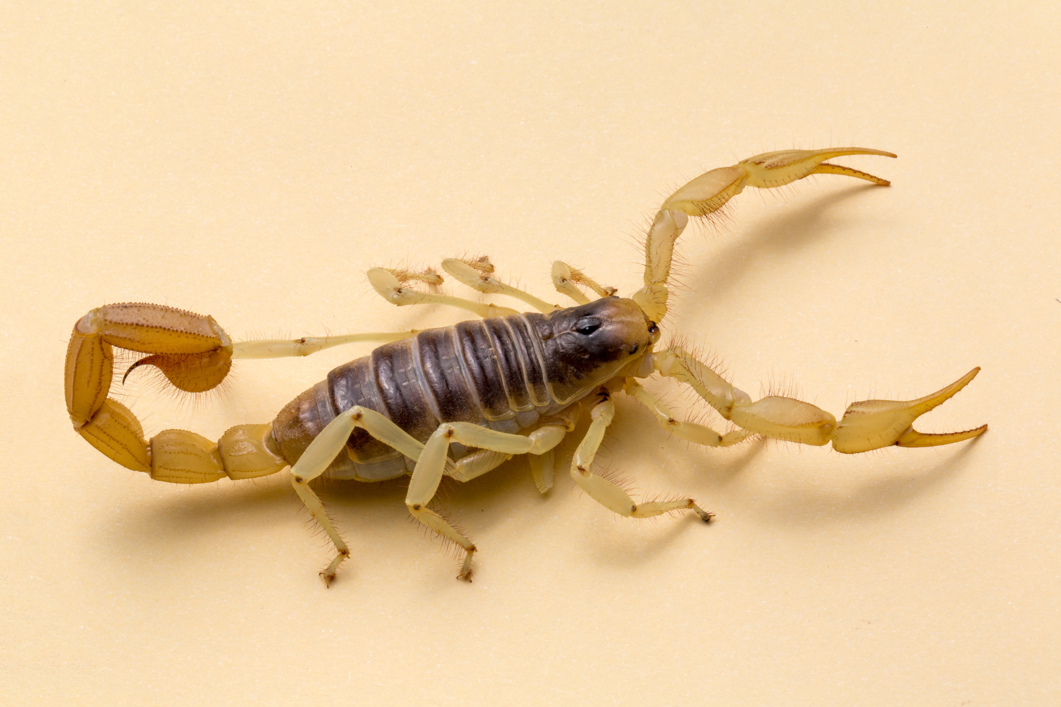 Arizona Bark Scorpion on a neutral background, illustrating common pest in Tucson, AZ, relevant to scorpion control solutions.