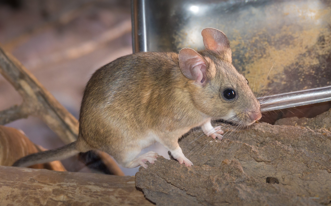 How to Protect Your Home from Pack Rats in Tucson, AZ