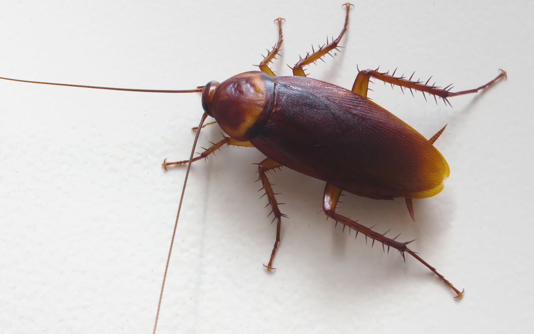 Why Are Cockroaches So Hard to Get Rid Of?