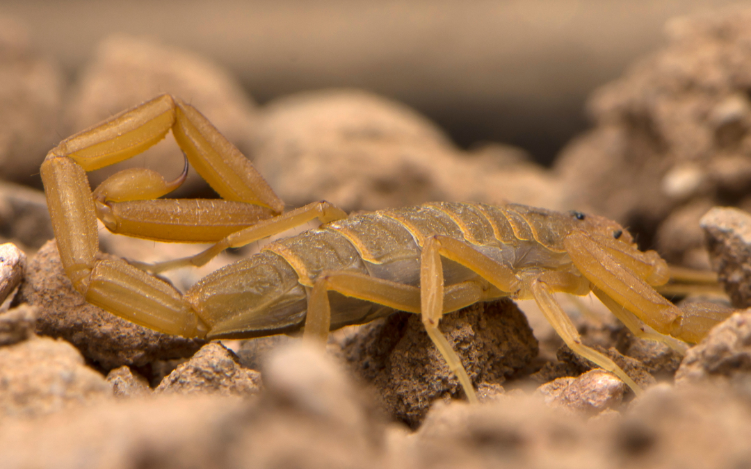 Types of Scorpions in Tucson, AZ: What You Should Know