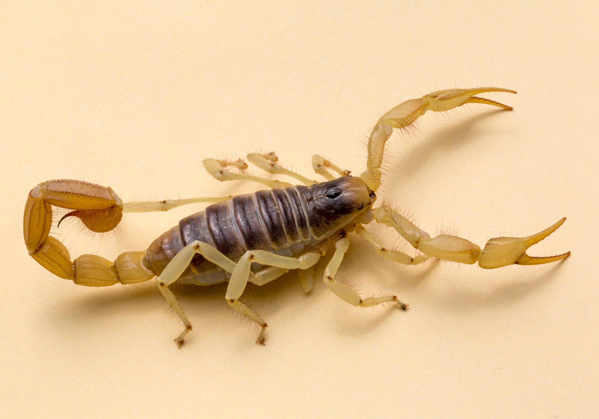 Arizona bark scorpion on a light background, showcasing its slender body and distinctive yellow coloration, relevant to scorpion types in Tucson, AZ.