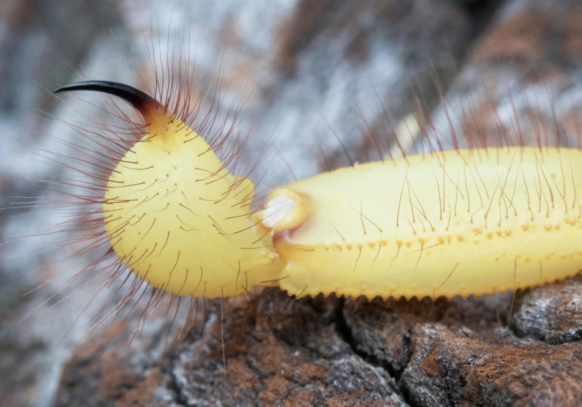 Close-up of a yellow Arizona bark scorpion on textured wood, highlighting its distinctive features, including long hairs and a curved stinger, relevant to scorpion identification in Tucson, AZ.