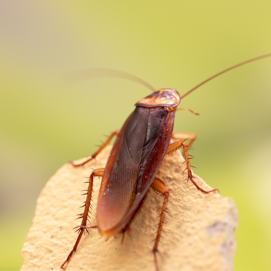 Cockroach perched on a surface, highlighting its resilience as a common pest in Tucson, relevant to cockroach extermination services by Peach Pest Co.