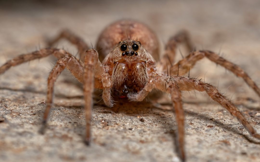 Common Spiders in Tucson, AZ