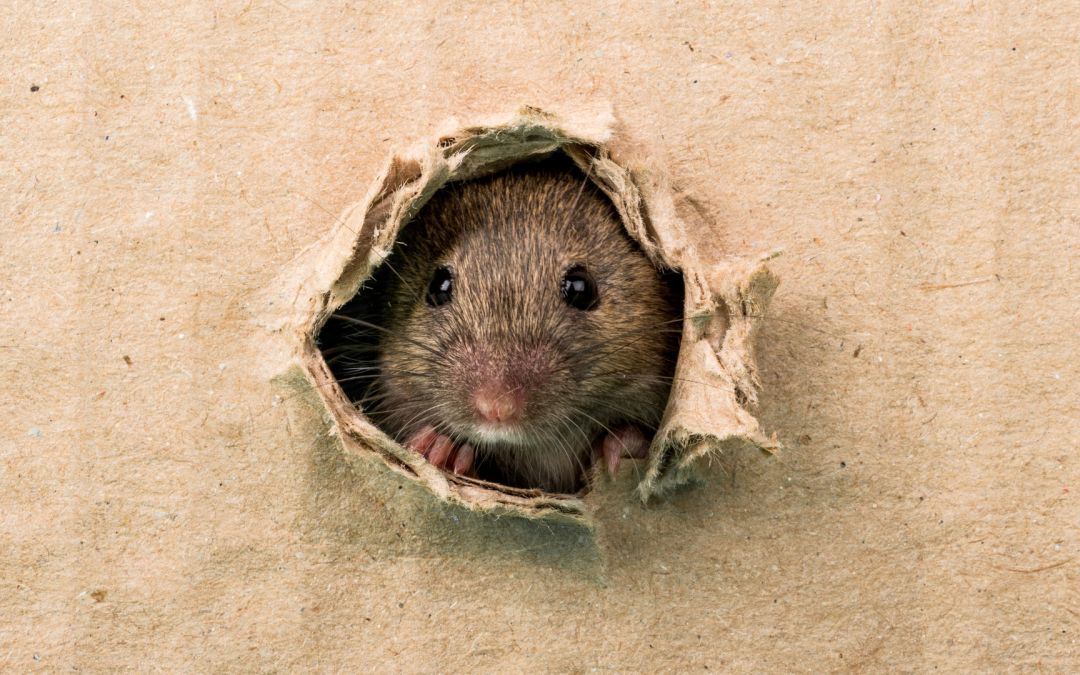 Mice Control in Tucson: Protect Your Home and Health