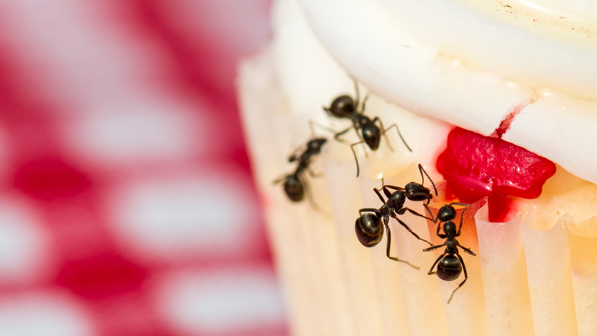 ant pest control