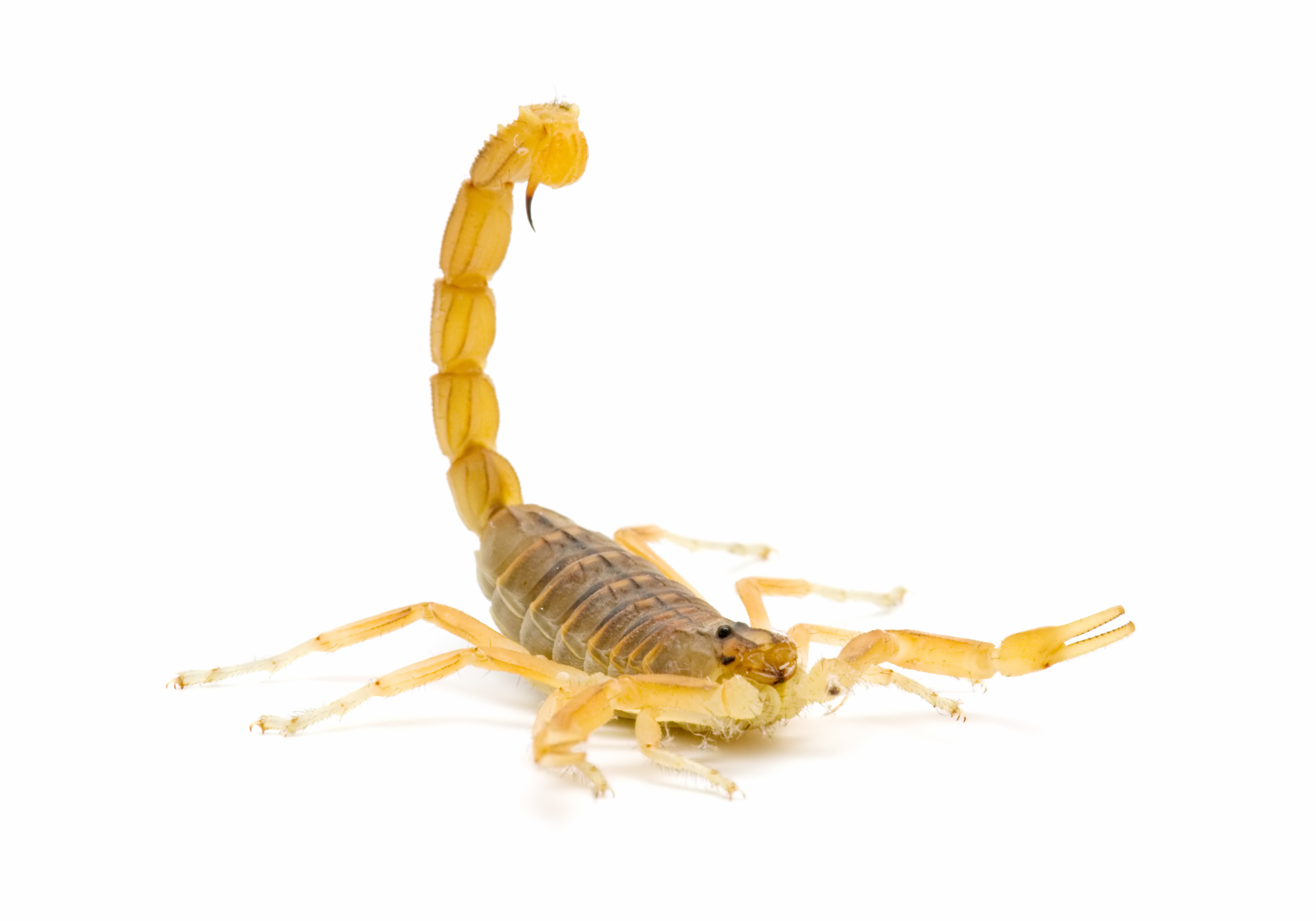 Arizona Bark Scorpion, a common pest in Tucson, showcasing its distinctive yellow-brown body and raised stinger, relevant to scorpion pest control concerns.