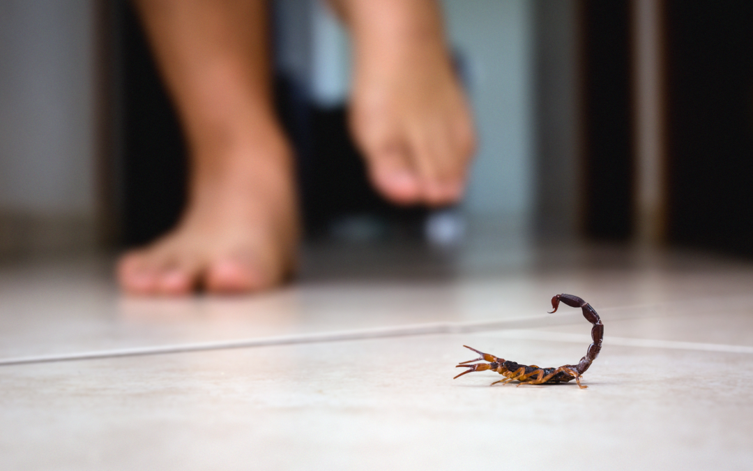 Expert Guide to Scorpion Pest Control in Tucson