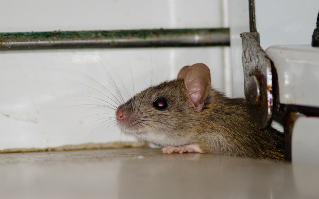 Winter Tips for Pack Rat Removal in Tucson