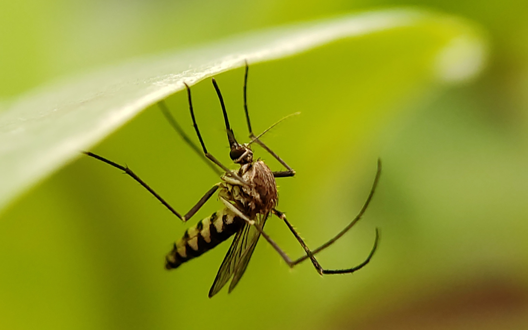 Preventing Mosquitoes This Spring: Tips for a Bite-Free Yard