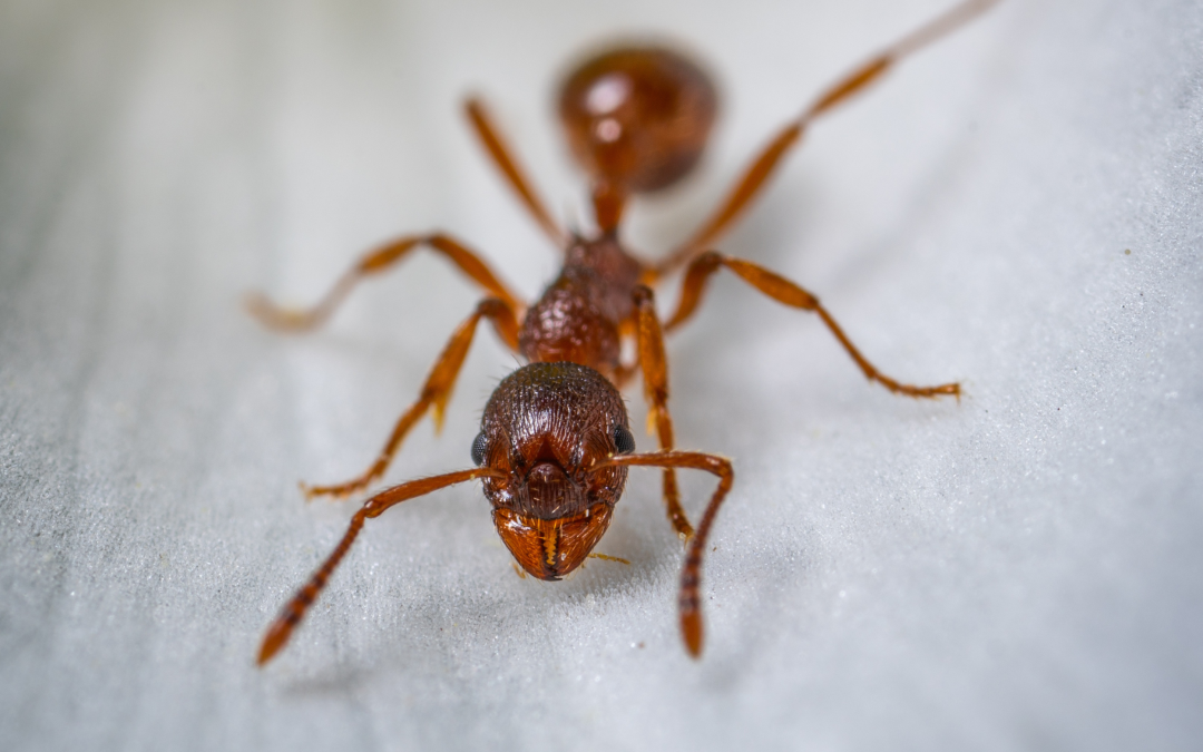 Tackling Ants in Tucson: Tips For Effective Ant Control