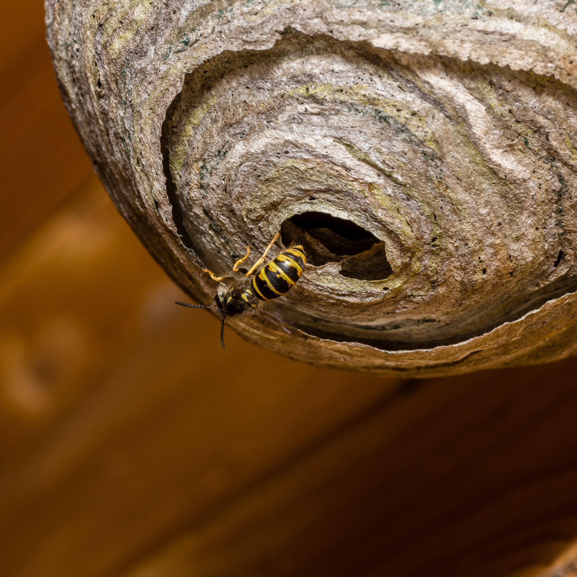 bee control