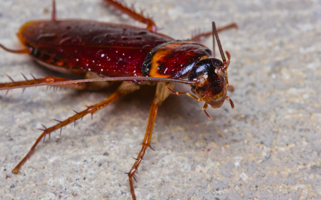 Spring’s Unwelcome Guests Are Back… Roaches!
