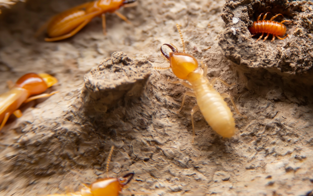 Termite Season Is Here – Protect Your Tucson Home!
