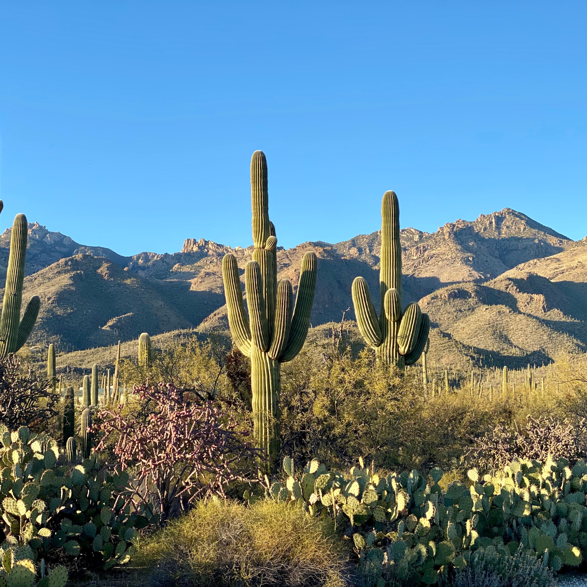Tucson Arizona