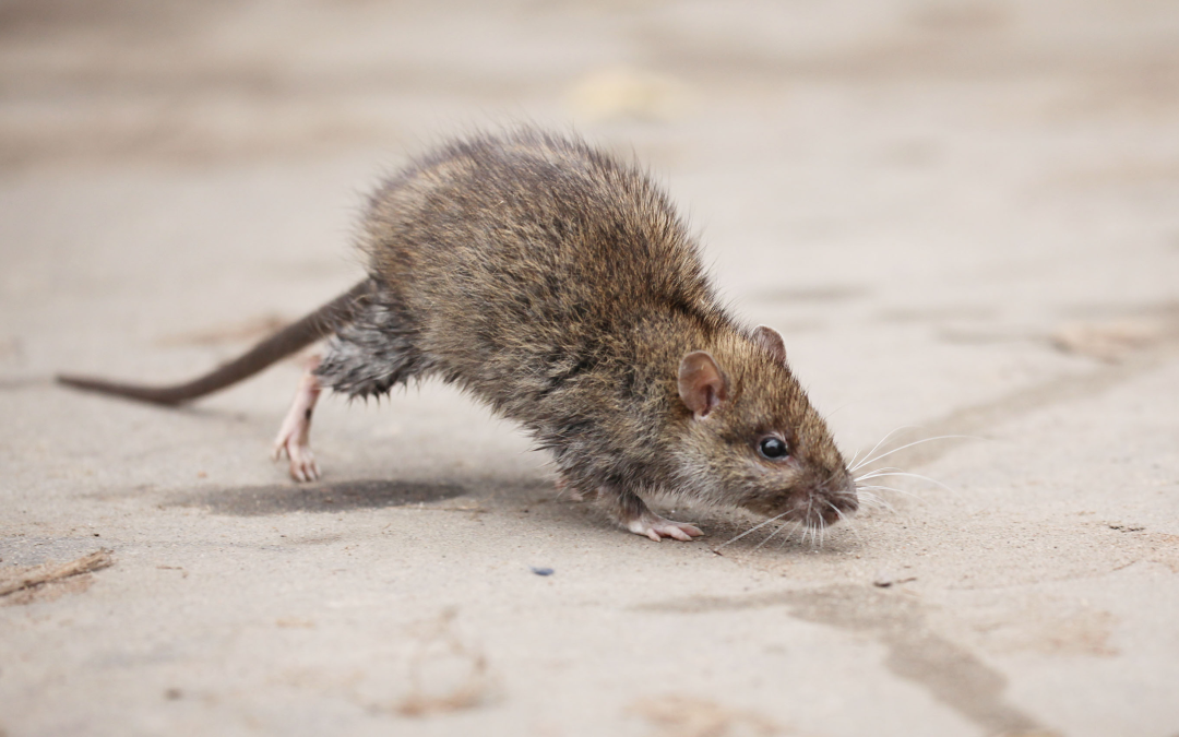 The Rise of Roof Rats in Tucson Neighborhoods