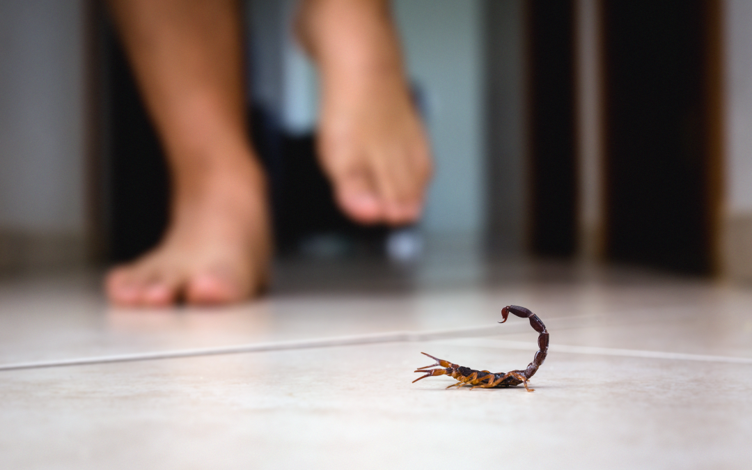 Are Scorpions in Your Shoes? Tips for Keeping Them Out of the House