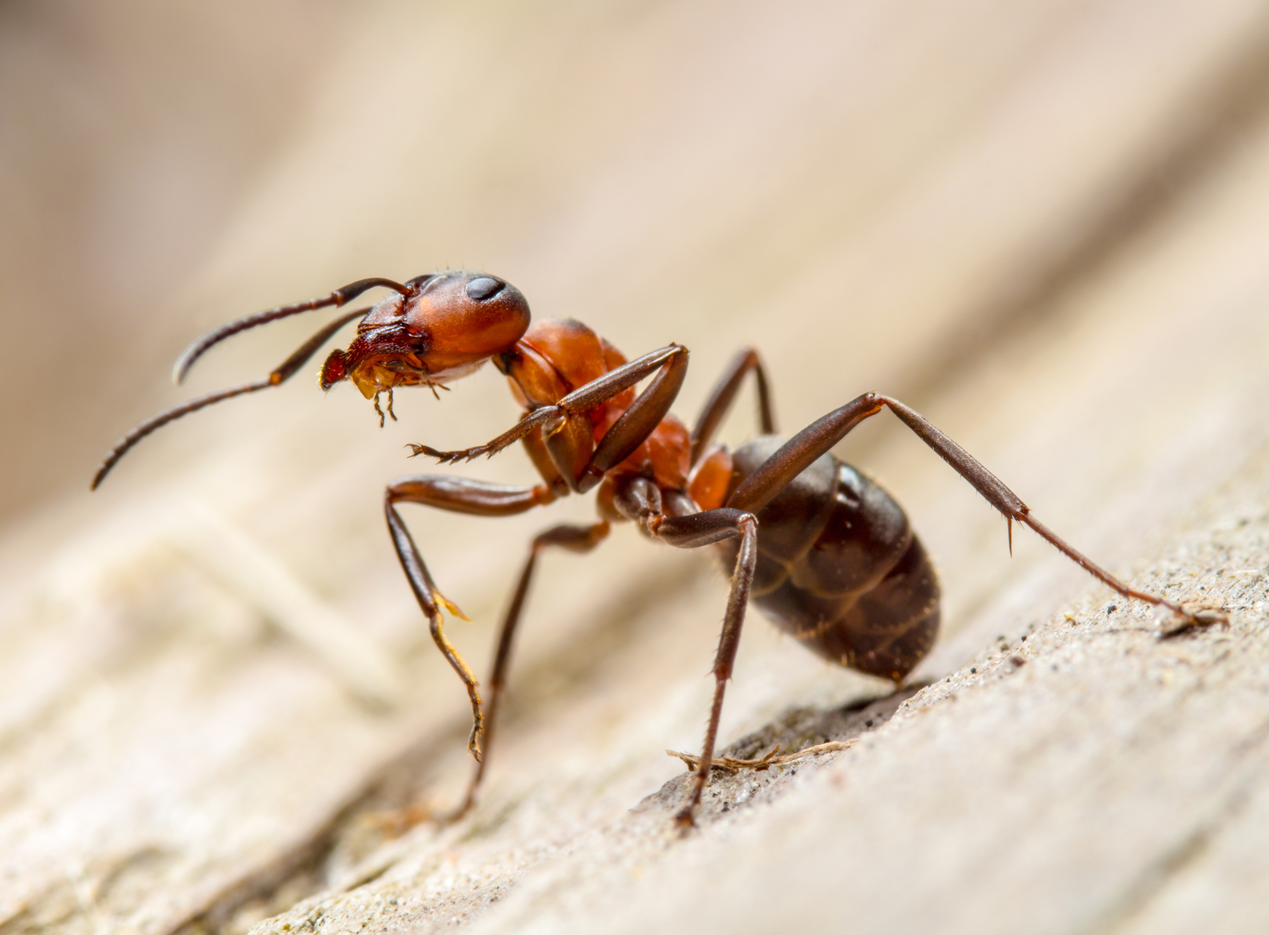 ants in tucson