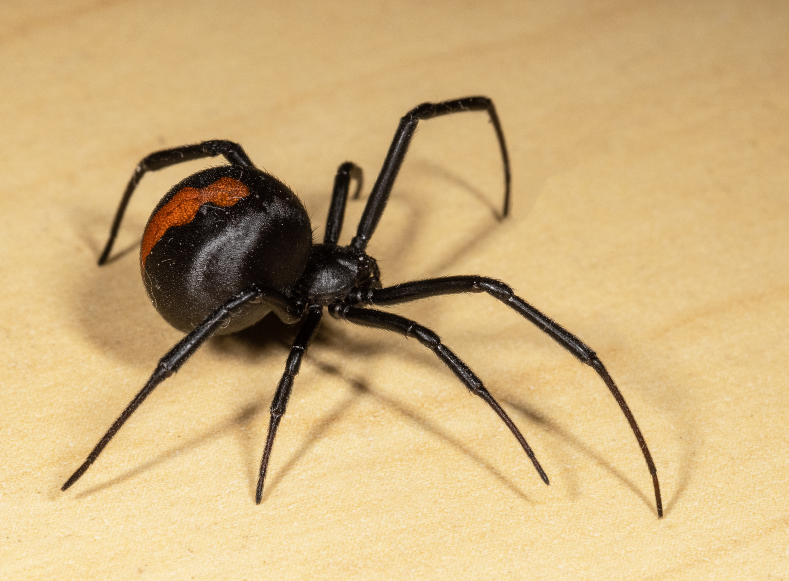 Black Widow Tucson