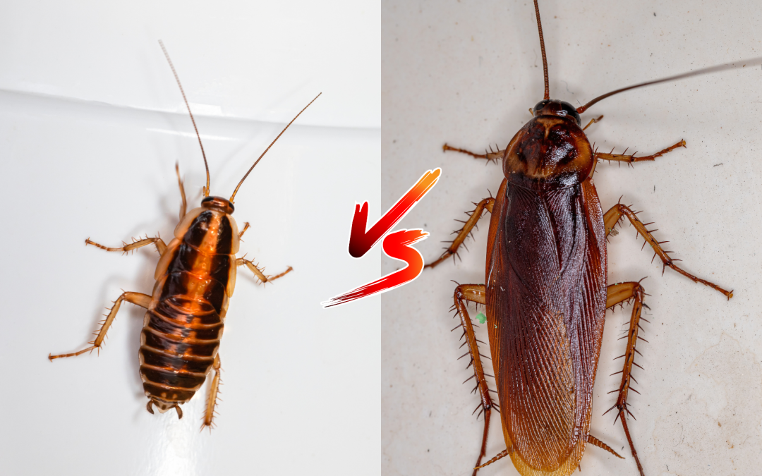 German Cockroaches vs. American Cockroaches: Know the Difference