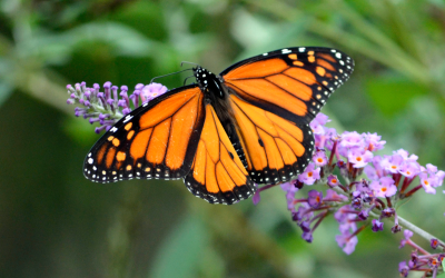 Beneficial Bugs: Not All Insects Are Pests
