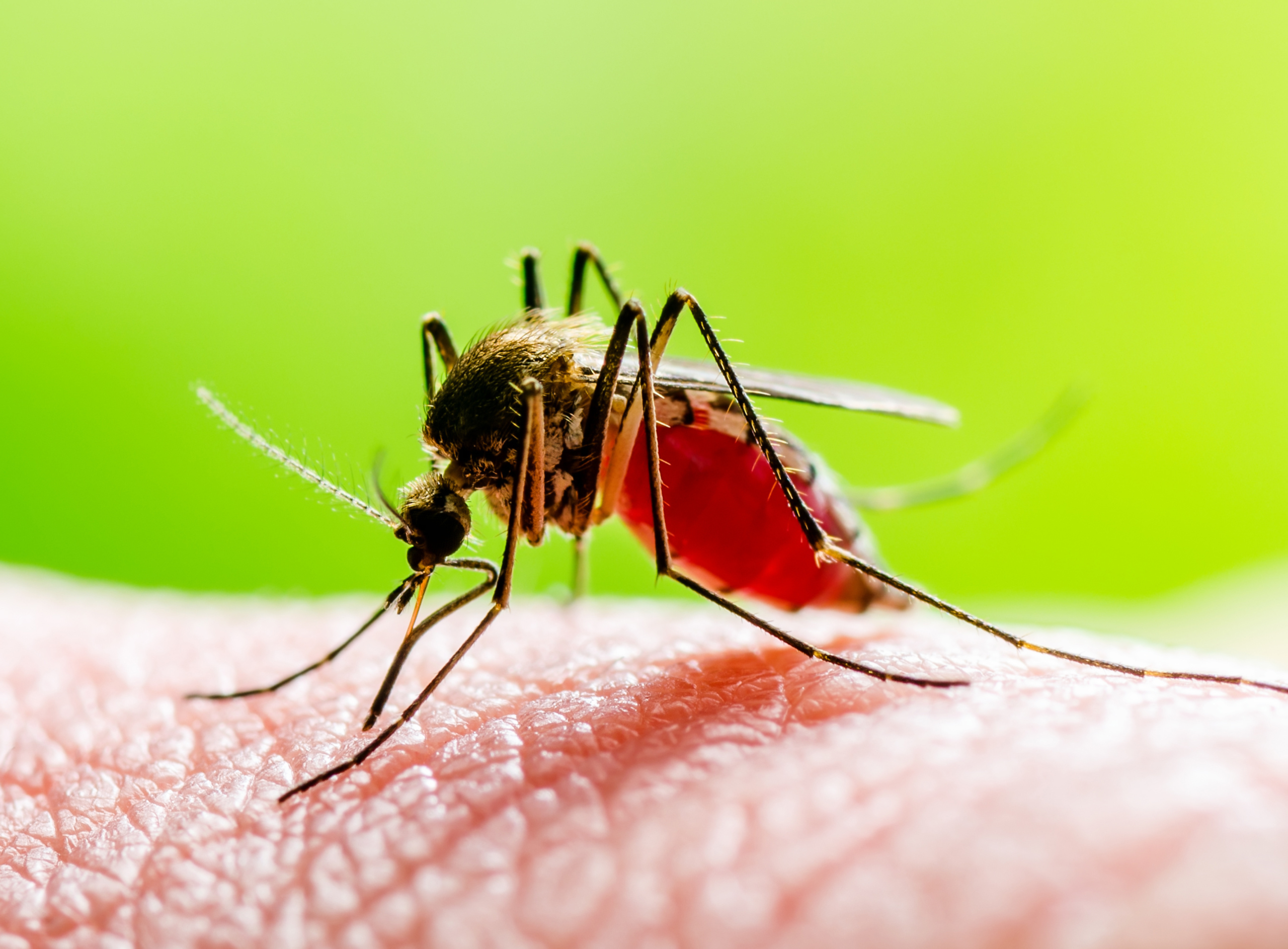 mosquito control in Tucson