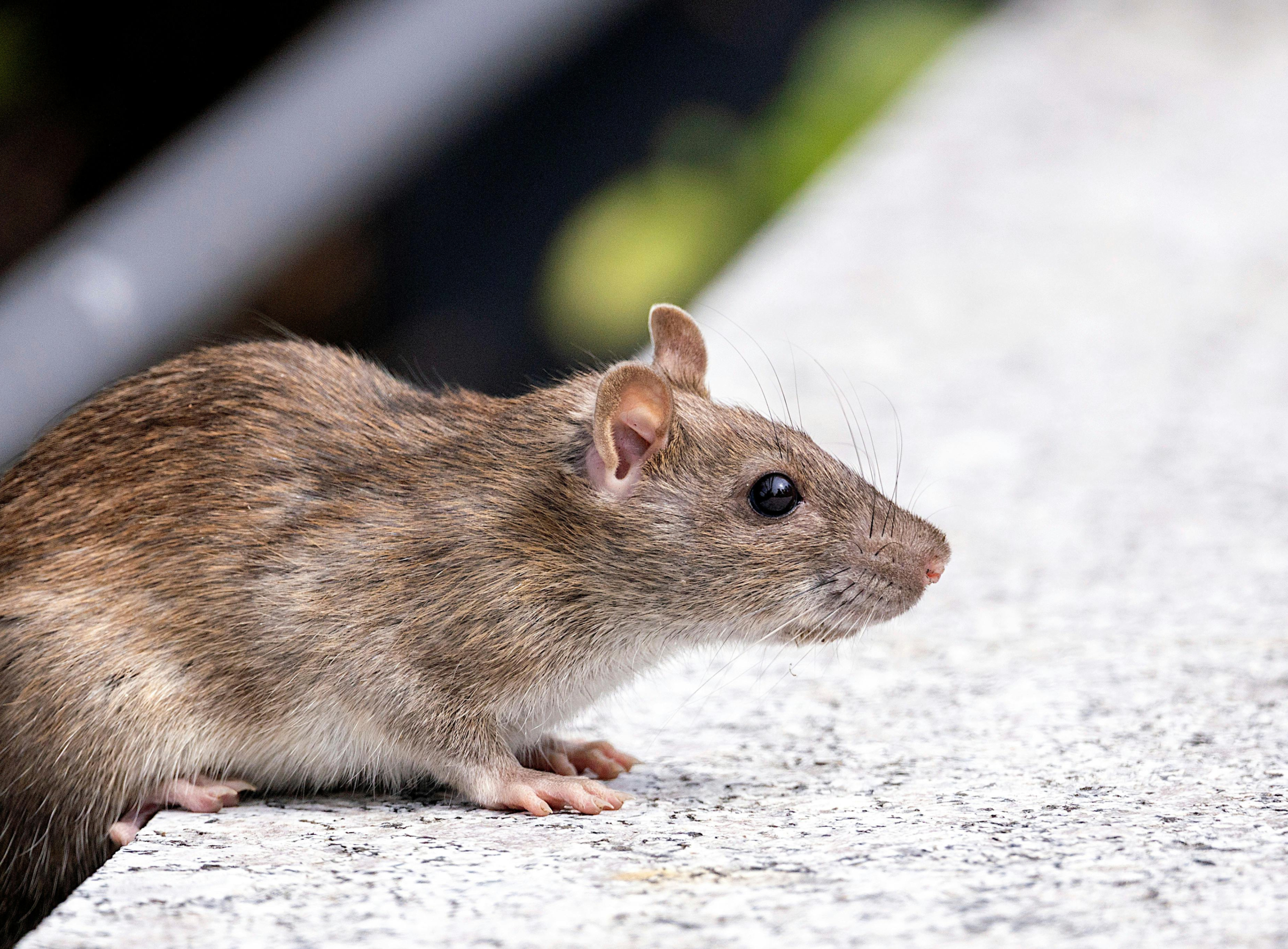 Rat Control in Tucson