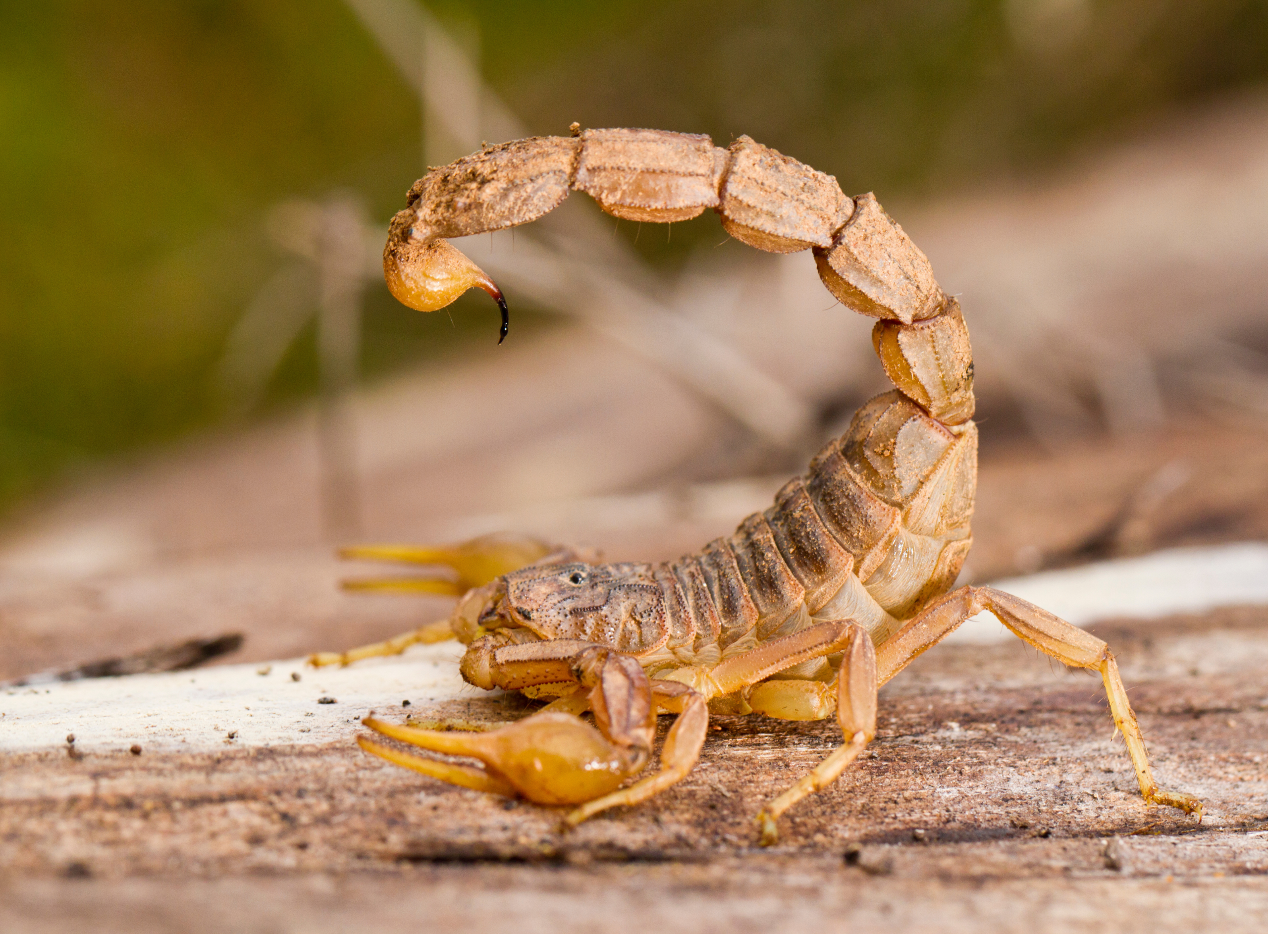 scorpions in Tucson