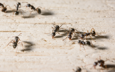 Desert Invaders: A Closer Look at Ant Control in Tucson