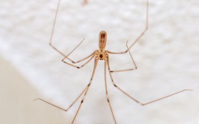 How to Tell if You Have a Spider Infestation in Tucson