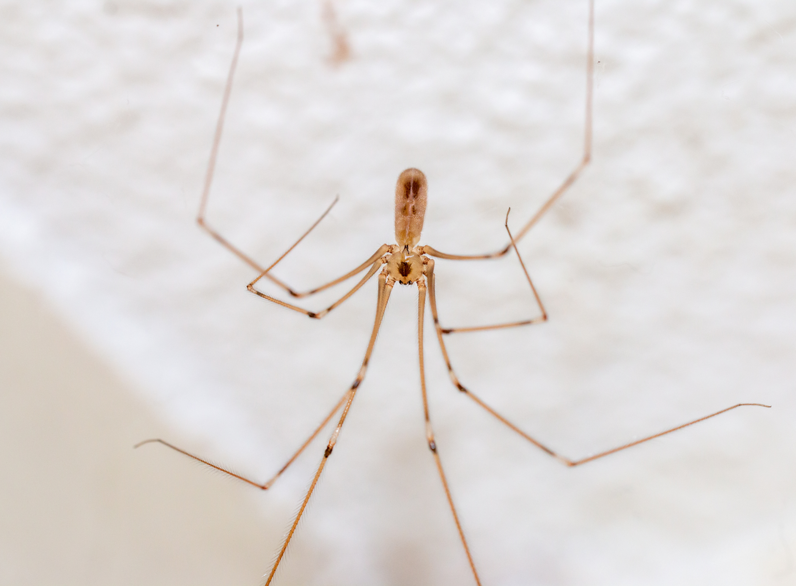 spider in tucson