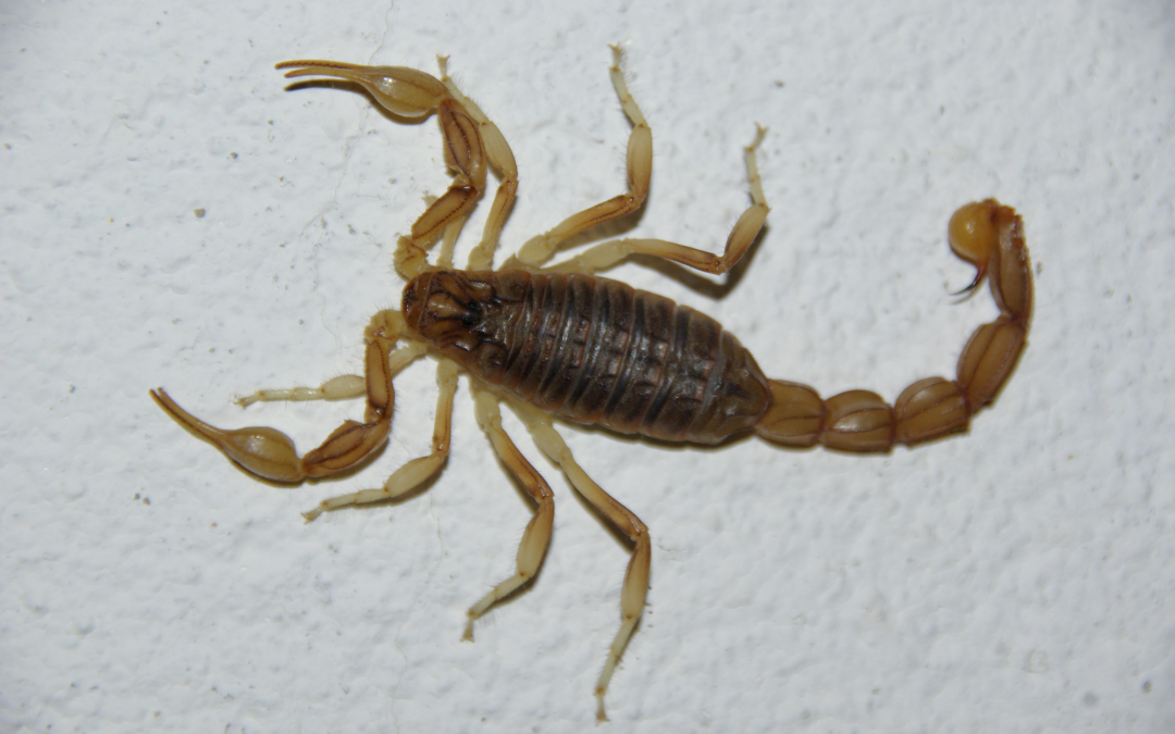 How to Safely Spot and Remove Arizona Bark Scorpions