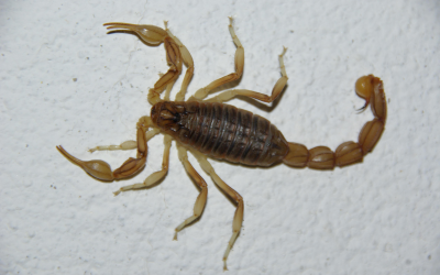 How to Safely Spot and Remove Arizona Bark Scorpions