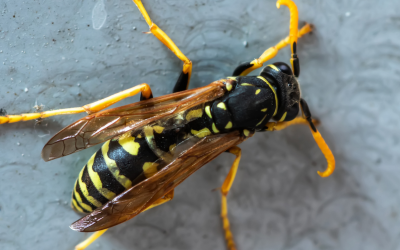 Wasp & Bee Control in Tucson, AZ: What You Need to Know 