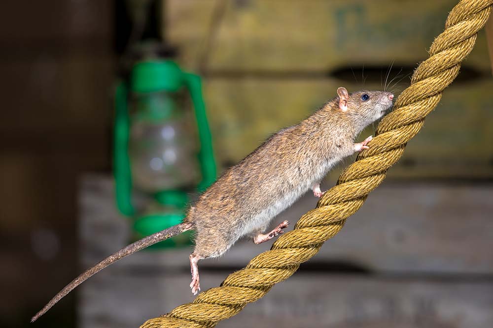 Roof rat climbing a rope, highlighting rodent behavior relevant to pest control challenges in Tucson.