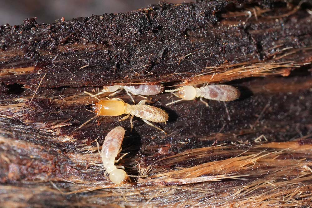 Subterranean termites infesting wood, highlighting the need for professional pest control in Tucson to prevent structural damage.